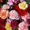 3000 Mixed Carnation Seeds – HOA Cẩm Chướng – Dianthus Caryophyllus – 99% Germination Rate – Beautiful for Yard & Garden Landscaping