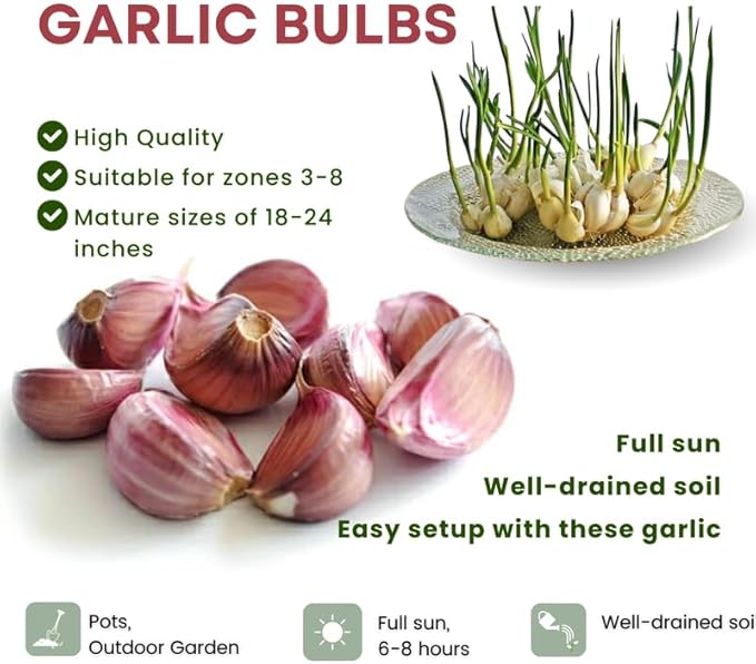 1 Pound Chesnok Red Hardneck Garlic Bulbs for Planting, Fresh High-Yield Hardy Garlic for Garden or Container Growing