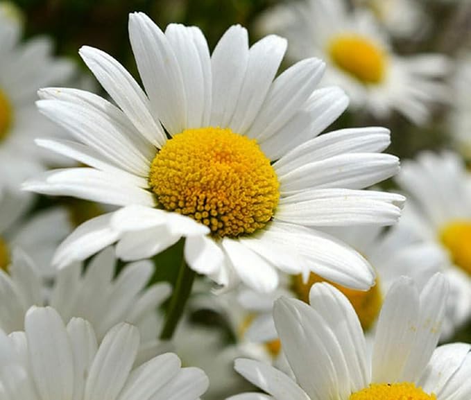 Shasta Daisy Flower Seeds, 25 Count COOL BEANS N SPROUTS Brand. Home Gardening.