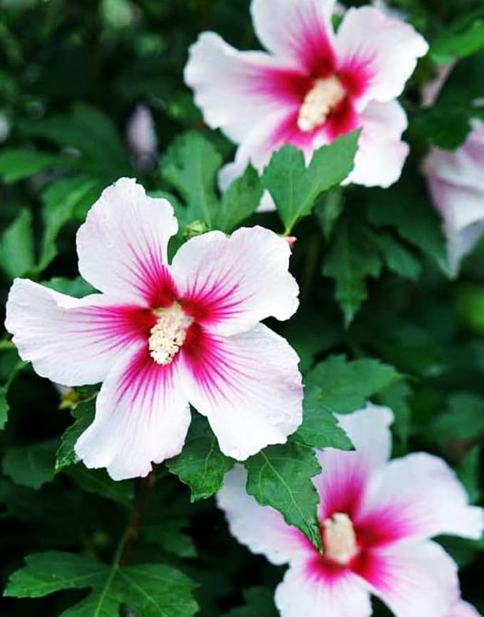 Premium Hibiscus grandiflorus Seeds for Planting – 100+ Non-GMO Heirloom Seeds for Giant Tropical Blooms – Fast-Growing, Easy to Cultivate