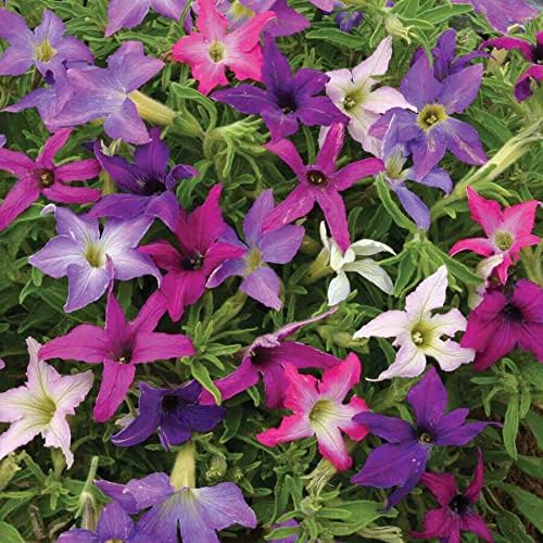 Park Seed Sparklers Petunia – Star-Shaped Blooms in Solids and Bicolors, Award-Winning Upright Mounded Variety with Unique Foliage for Containers and Hanging Baskets – Pack of 10