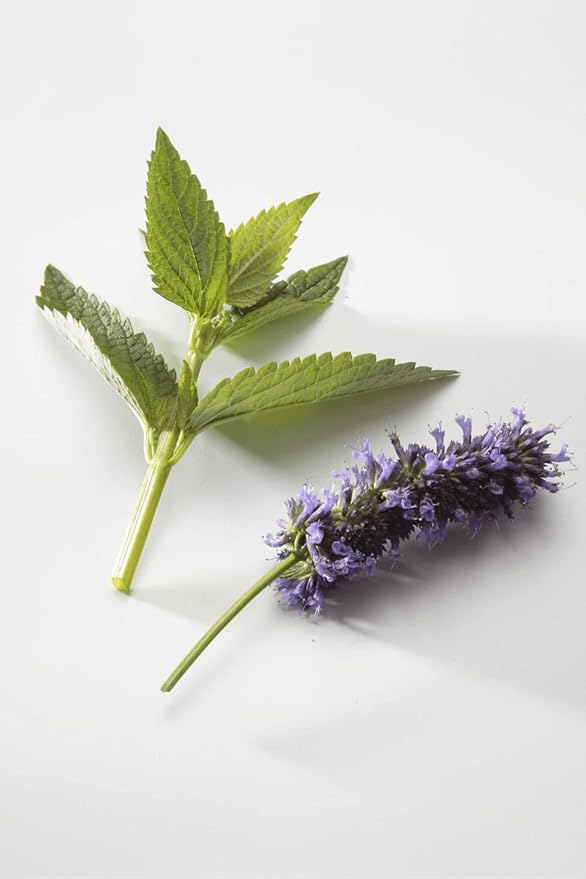 Gaea's Blessing Seeds - Anise Hyssop Herb Seeds - Non-GMO Seeds with Easy to Follow Planting Instructions - Open-Pollinated Heirloom High Germination Rate 96% Germination Rate 400mg