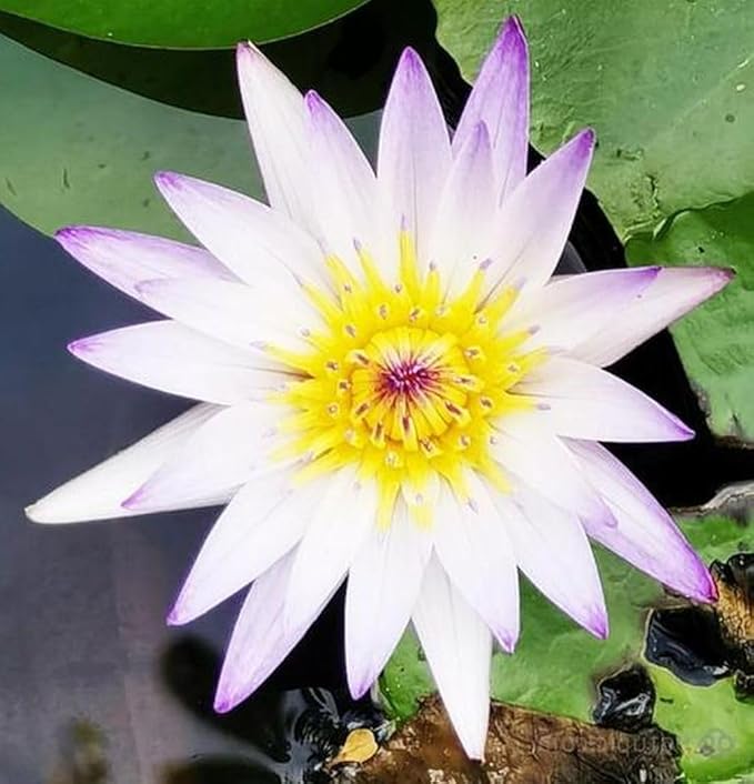 35 pcs Mini Lotus Seeds Variety Pack – Bonsai Lotus, Water Lily Garden Seeds for Ponds, Containers, Patio & Zen Decor