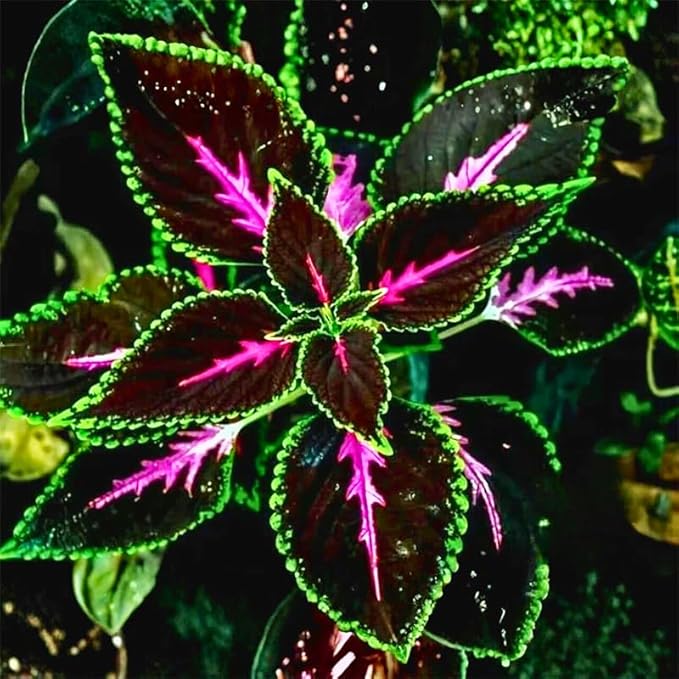 180+ Coleus Seeds - Mixed Heirloom Non-GMO Rainbow Coleus Seeds for Outdoor Gardens & Indoor Pots-Pollinator-Attracting