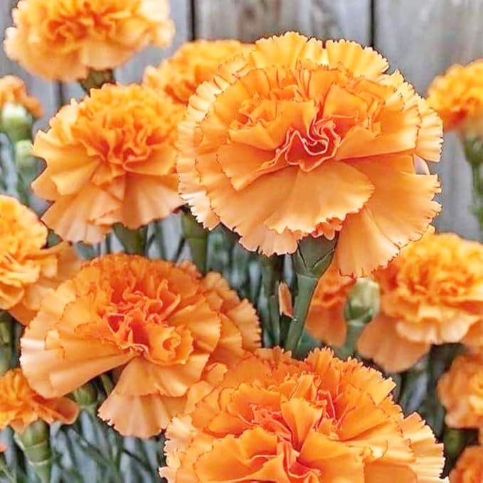 5000 Mixed Carnation Seeds for Planting - Clove Carnation Seed - Mixed Perennial Flowers, Non-GMO Open Pollinated, Dual Use for Gardens & Balconies