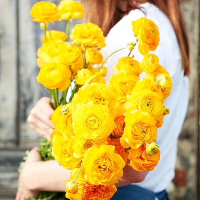 Mixed Peony Ranunculus Bulbs- Persian Buttercup -10 Corms Bulbs Flowering Blooms Perennial Bulbous Root Garden Plant (Yellow)