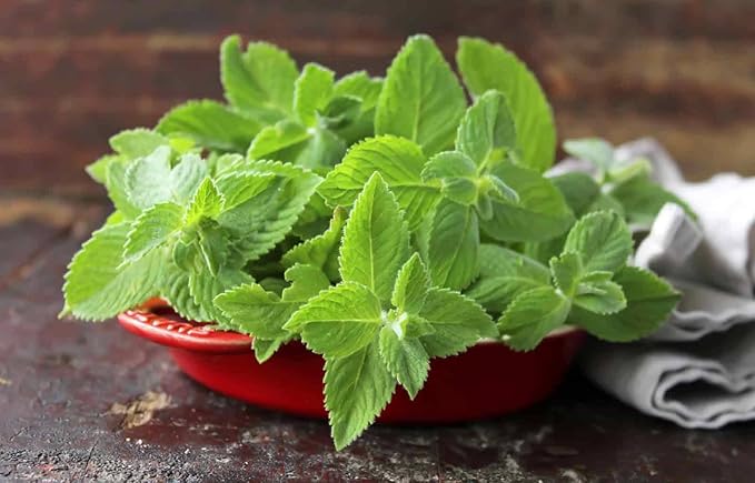 Seeds4planting - Seeds Mint (Peppermint&Spearmint) Non GMO Heirloom 1000 Seeds