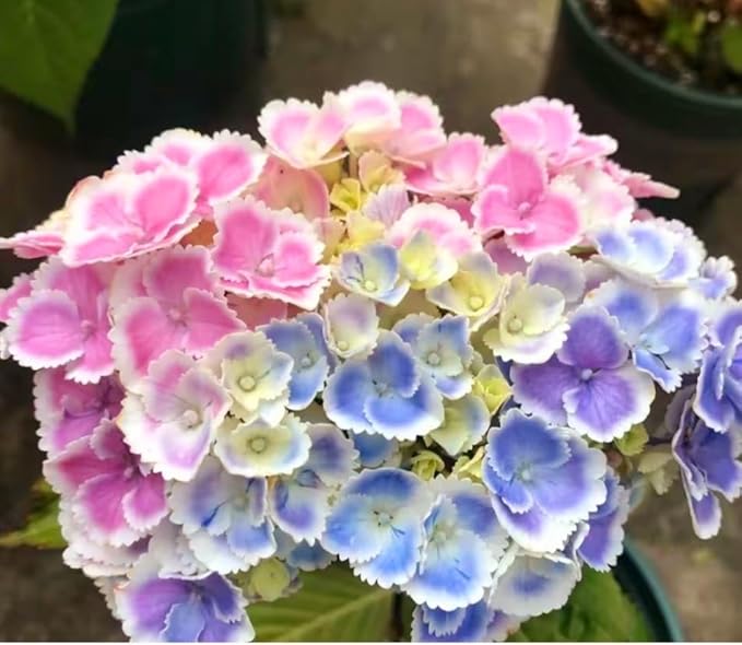 120 Mix Hydrangea Seeds Giant Snowball for Planting Flowers Bush Plants Garden Shrub Bonsai