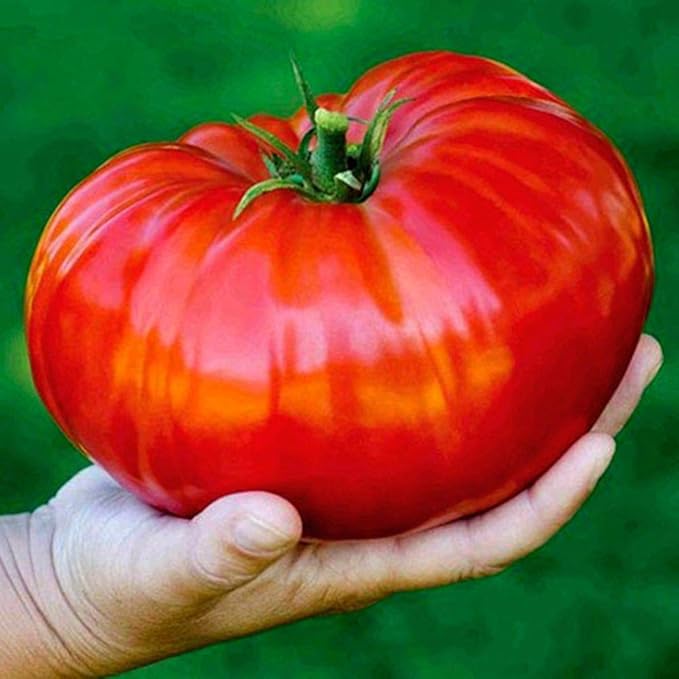 Seeds Vegetable Beefsteak Tomato Red Giant Indetereminate Non GMO for Planting Heirloom