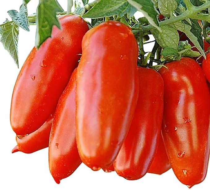 San Marzano Tomato Seeds, Heirloom Variety