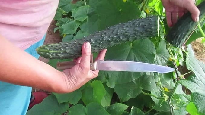 CEMEHA SEEDS - Seeds Cucumber Burpless Chinese Miracle Giant Long Rare Pickling Non GMO Vegetable for Planting