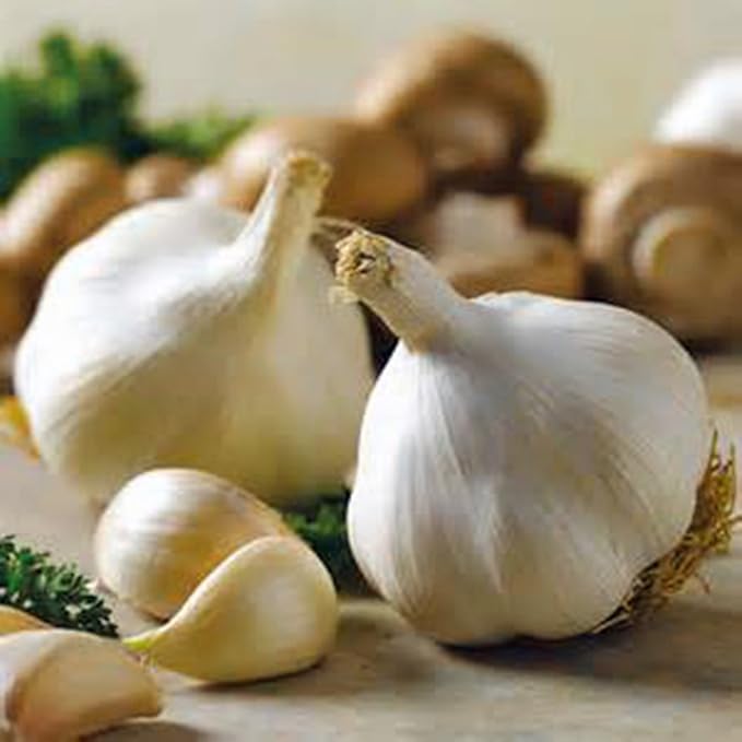 GARLIC BULB (20 Pack), FRESH CALIFORNIA SOFTNECK GARLIC BULB FOR PLANTING AND GROWING YOUR OWN GARLIC