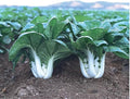 1000 White Stem Baby Pak Choi Seeds, Nail Bai CAI, Dwarf Bok Choy, Asian Vegetable, Cải Thìa Heirloom Non-GMO