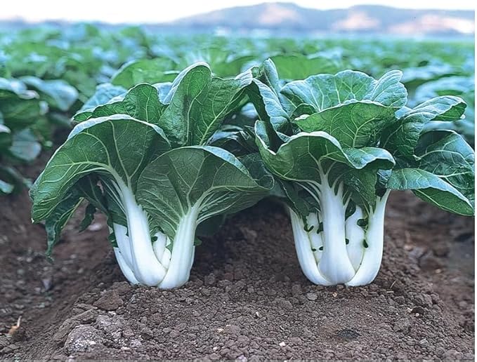 1000 White Stem Baby Pak Choi Seeds, Nail Bai CAI, Dwarf Bok Choy, Asian Vegetable, Cải Thìa Heirloom Non-GMO