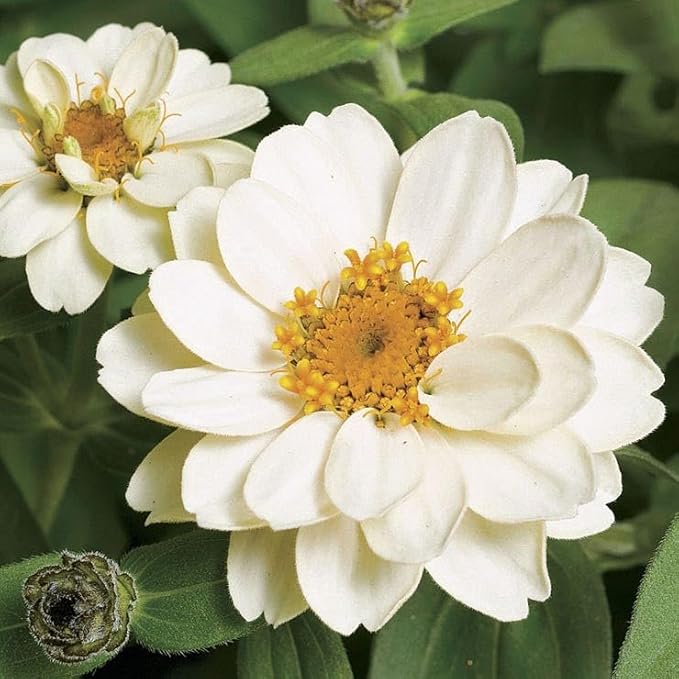 Park Seed Profusion Double White Zinnia Seeds – Pack of 100 Seeds, Bushy Dwarf Plants, Long-Lasting White Blooms, Heat and Disease Tolerant, Ideal for Landscaping and Pollinator Gardens