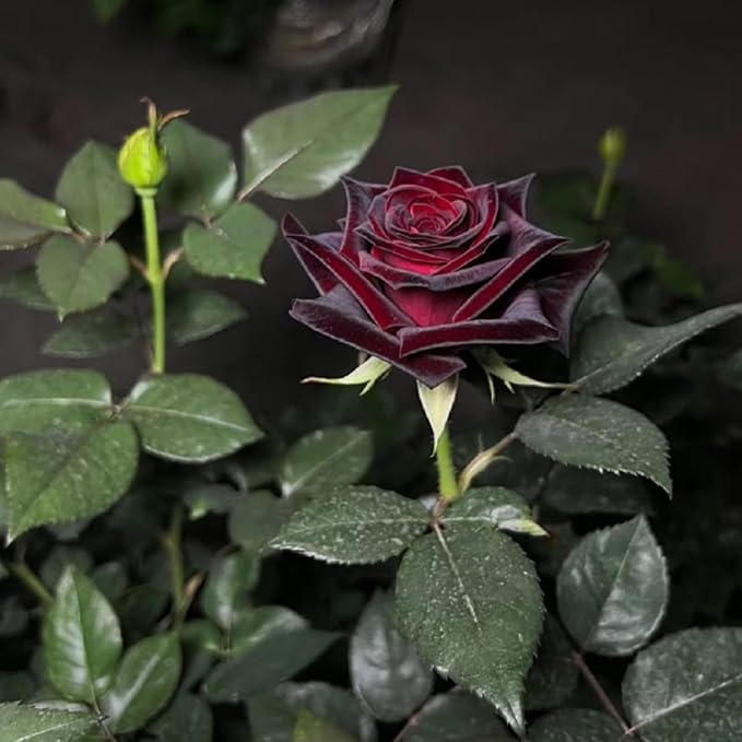 100+ PCS Flower Seed Black Red Rose Ambizu New True Blood Black Rare Roses Seeds