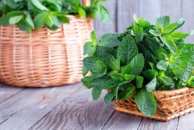 NIKA SEEDS - Seeds Herb Peppermint Mint Medicinal - 1000 Seeds