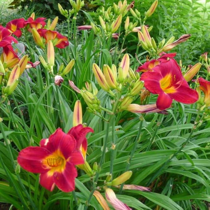 Set 10 Red Daylily Bulbs for Planting, Hardy Perennial Lily Roots for Colorful Summer Blooms