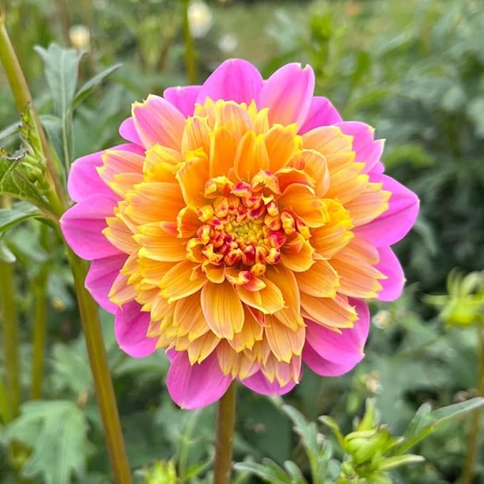 380+ Mixed Dahlia Seeds - Heirloom Non-GMO Flower Seeds, Vibrant Multi-Color Blooms, Cut & Come Again, Attracts Bees & Butterflies for Gardens