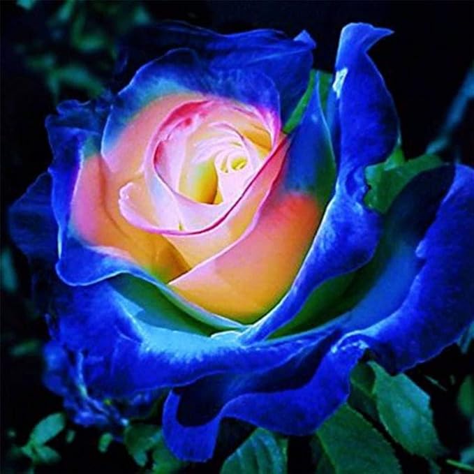 100 Pcs Rare Lavender hues Pink Roses Climbing Plant Seeds Balcony Garden Potted Rose Heirloom Flowers Yard Decor