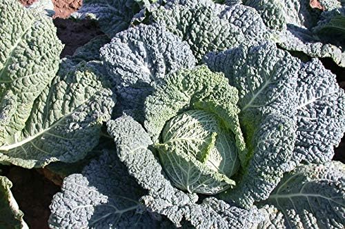 Seeds Savoy Cabbage Vertus Beautiful Heirloom Vegetable for Planting Non GMO