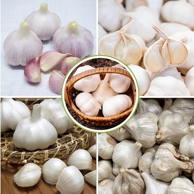 1 Pound Rare White Hardneck Garlic Bulbs for Planting, Fresh High-Yield Hardy Garlic for Garden or Container Growing