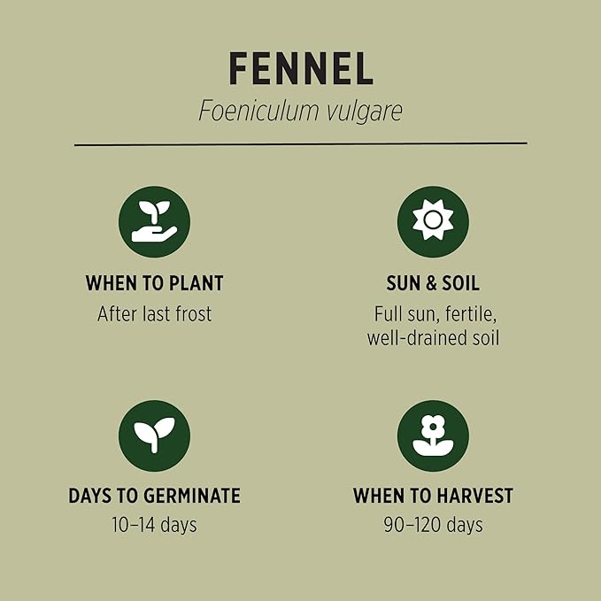 Banyan Botanicals Organic Fennel Seeds – Foeniculum Vulgaris – Grow in Your Home Garden for Fennel Bulb and Seeds – 50 Count – Open Pollinated Non-GMO Easy to Grow