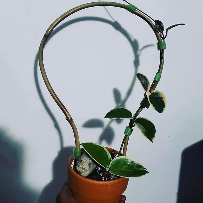WUWEOT 20 Pack Min Bamboo Trellis, 16 in Loop-Shaped Plant Support Hoop Stake for Potted Plants Climbing, Hoya Plants Ivy Plants Monstera Cucumber and Fruits