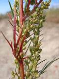 1000 Beach Wormwood Artemisia Caudata Silvermound Red Sagewort Herb Flower Seeds