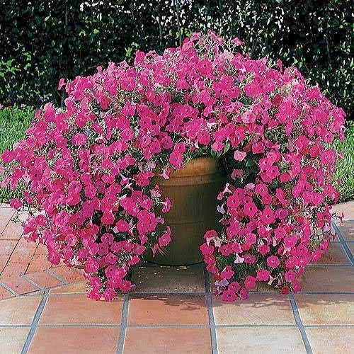 Park Seed Hot Pink Hybrid Petunia – 2.5–4 Inch Vibrant Tropical Blooms, Tidal Wave Series with Trailing or Mounding Habit, Botrytis-Resistant and Long-Blooming for Beds or Baskets – Pack of 10