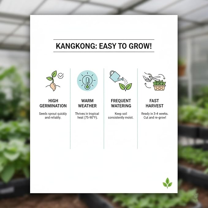 2000 Kangkong Seeds for Planting – Rau Muong Seeds Vietnam Variety – Kong Xin CAI Ong Choy Asian Vegetable for Filipino & Vietnamese Garden Growing