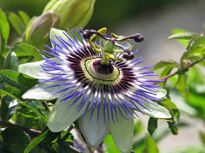 Seeds Flowers Passionflower Purple Perennial Exotic - 3 Seeds