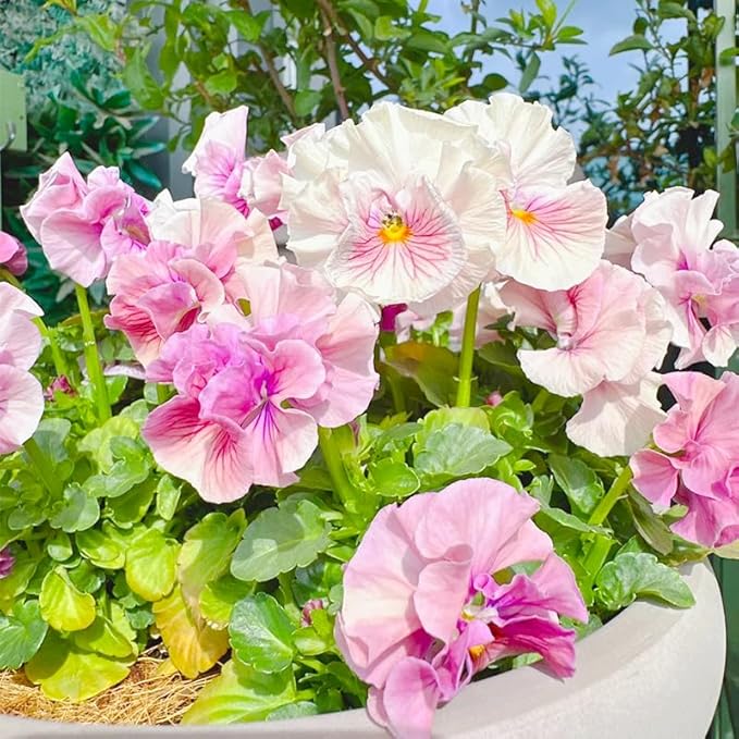 200+ Perennial Viola Philippica Violet Flower Seeds for Planting-Beautiful Herba Violae Flower
