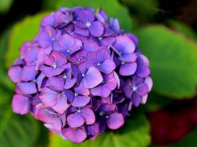 Hydrangea Mix 10+ Seeds Flowers Planting for Outdoor Indoor