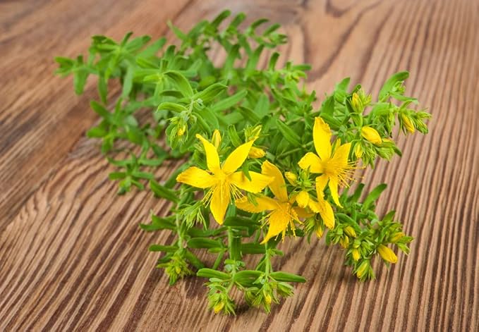 St John Wort Herb Seeds for Planting (500 Seeds) - Hypericum perforatum