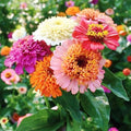 Scabiosa Zinnia Seeds - Flower Seed Mix - Packet - Pink/Purple/Red Flower Seeds, Open Pollinated Seed Attracts Bees, Attracts Butterflies, Attracts Hummingbirds, Attracts Pollinators
