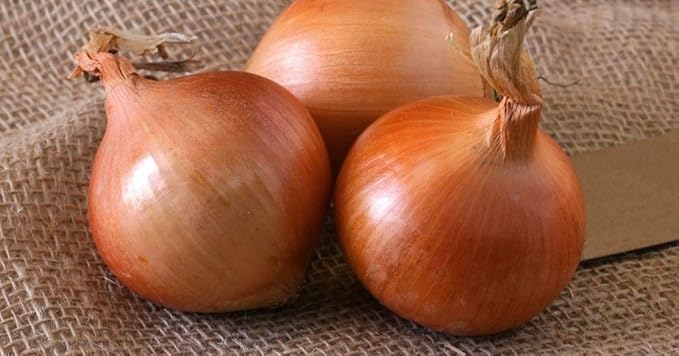Seeds Vegetable Giant Onion Neutral Yellow Spicy Chalcedony for Planting Non GMO - 300 Seeds