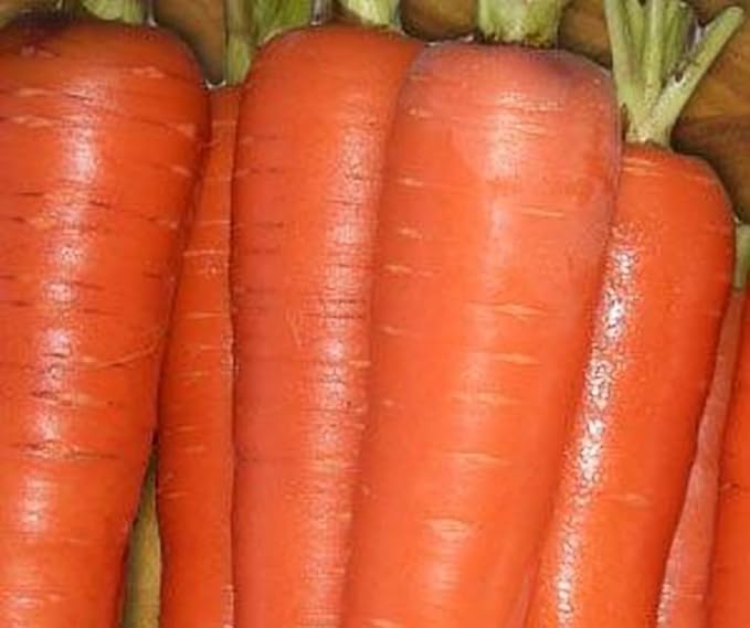 Carrot Tendersweet Great Heirloom Vegetable Seeds by Seed Kingdom (1,600 Seeds)