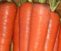 Carrot Tendersweet Great Heirloom Vegetable by Seed Kingdom (1 Oz Seeds)