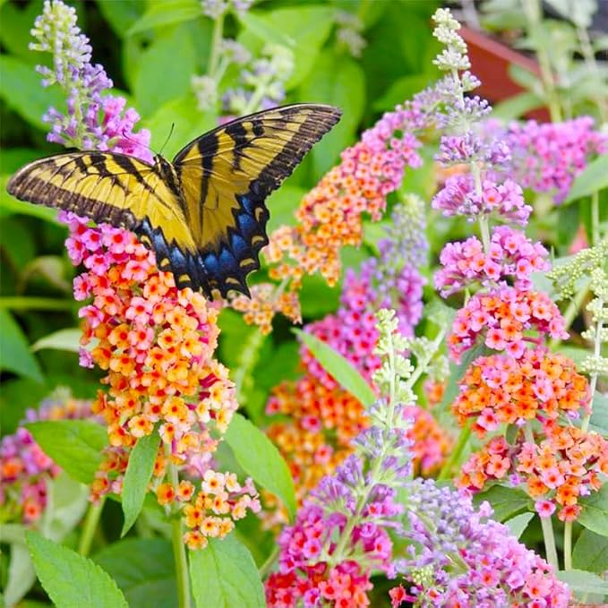 350+ Mix Butterfly Bush Seeds -Perennial Ornamental Shrub Seeds, Drought-Tolerant & Low Maintenance, Ideal for Outdoor Gardens & Pollinator