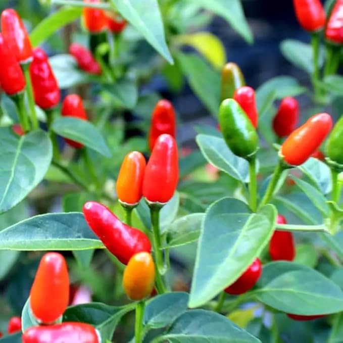 100+ Bird's Eye Chili Pepper Thai Seeds Hot Peppers Seeds Vegetable Thai Super Hot Planting