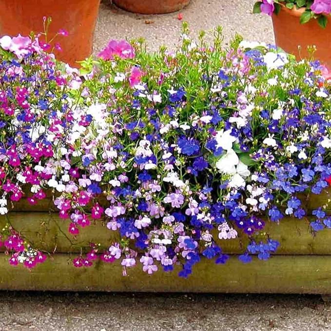 1000 X Mixed Lobelia Seeds for Planting Outdoor Grow Flowers in Pots Basket Gardens Multicolor Flowers Seeds