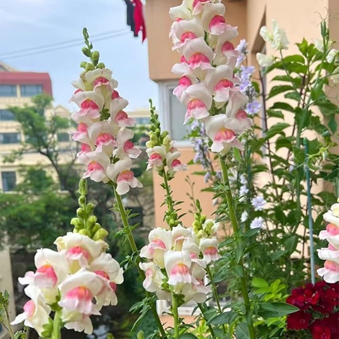 5000+ Mix Snapdragon Flower Seeds for Planting, Beautiful Flowers to Plant in Your Garden; Non-GMO Heirloom Seeds; Wonderful Gardening Gifts
