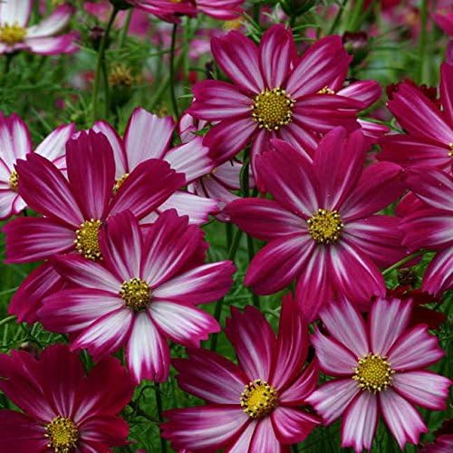 Park Seed Cosmo Flower Plant Seeds, Easy to Grow, Perfect for Spring Garden, Peppermint Candy, Pack of 30