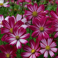 Park Seed Cosmo Flower Plant Seeds, Easy to Grow, Perfect for Spring Garden, Peppermint Candy, Pack of 30