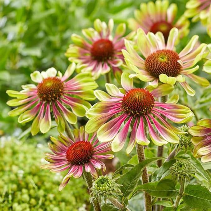 100+ Seed Twister Coneflower Flower Perennial Flower for Planting Outdoor-Non-GMO Heirloom Garden Decoration Grow Easily