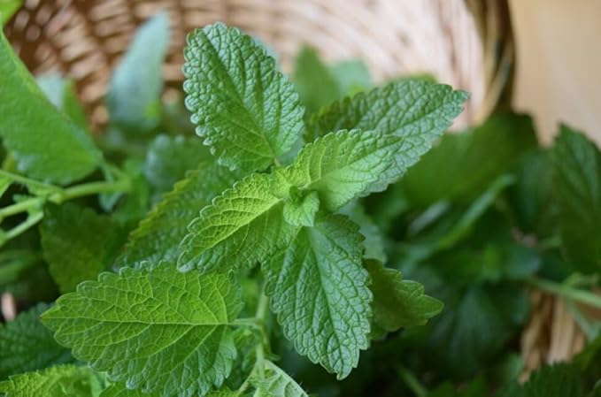 Seeds Lemon Balm Melissa - Heirloom Herb - GMO Free