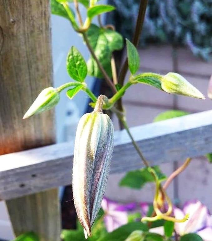 Clematis Mixed Colors 20Seeds Wonderful Blooms 20+ Perennial Vine Seeds (Clematis 1)