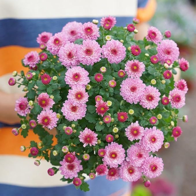 100+ Mix Chrysanthemum Seeds Showy Blooms Flowers Cut Flowers Planting Perennial Non-GMO Mum Flower
