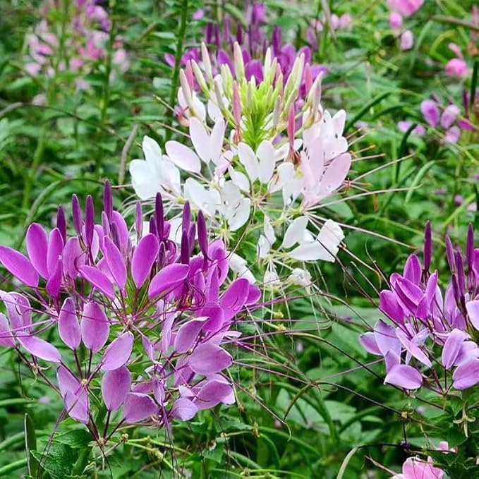 100+ Cleome Spider Flower Seeds Mixed Colors Flowers Cleome Planting